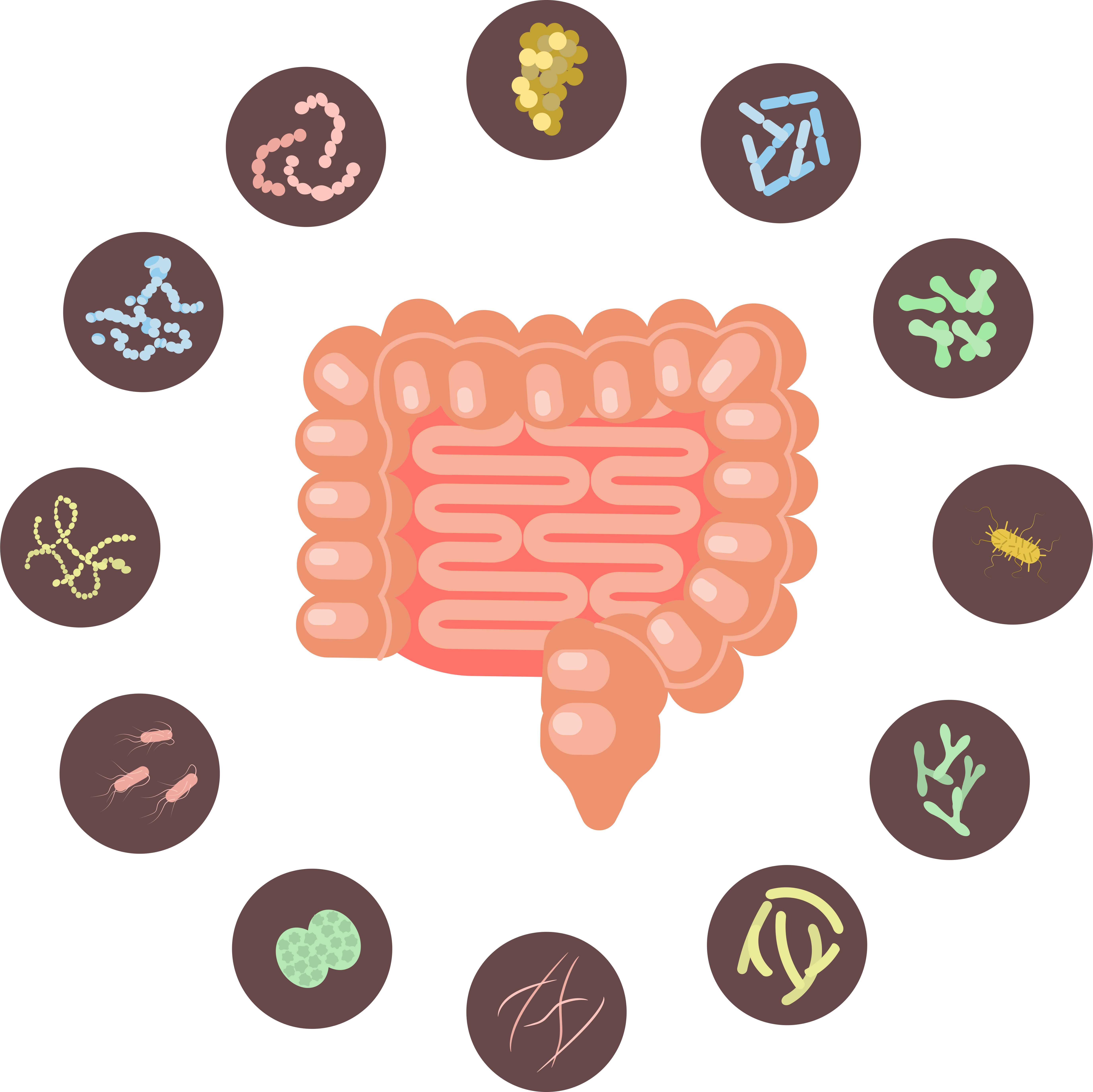 microbiota 