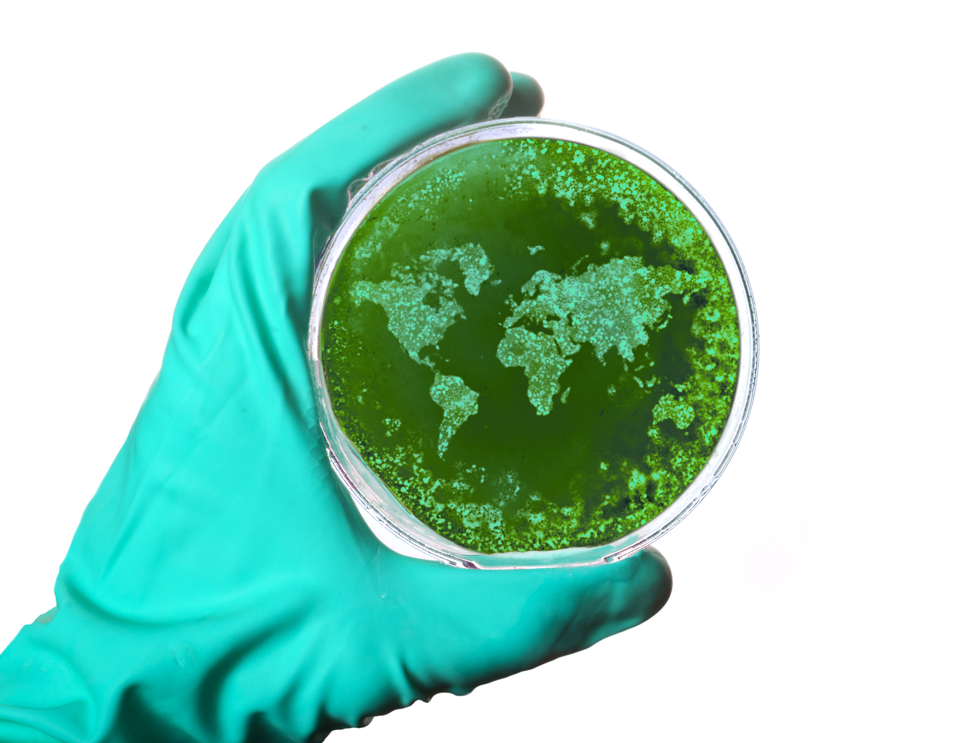 Aspergillus spreading globally