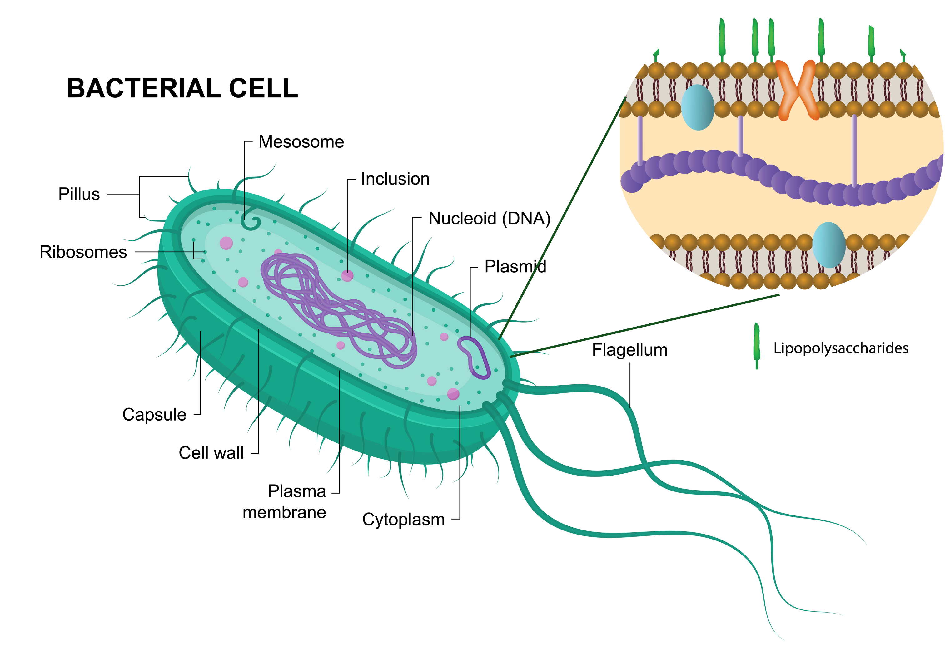 LPS - bacterial envelop