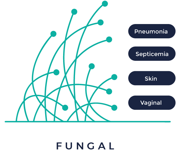 In vivo fungal infectious diseases
